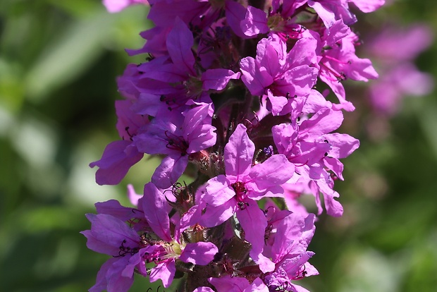 vrbica vŕbolistá Lythrum salicaria L.