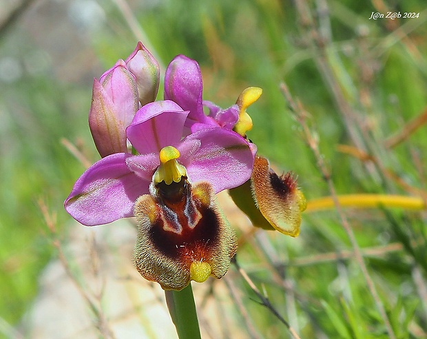 hmyzovník Ophrys argolica subsp. biscutella X Ophrys tenthredinifera