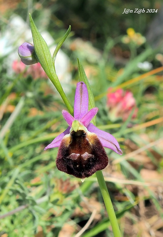 hmyzovník Ophrys argolica subsp. biscutella (O. Danesch &amp; E. Danesch) Kreutz