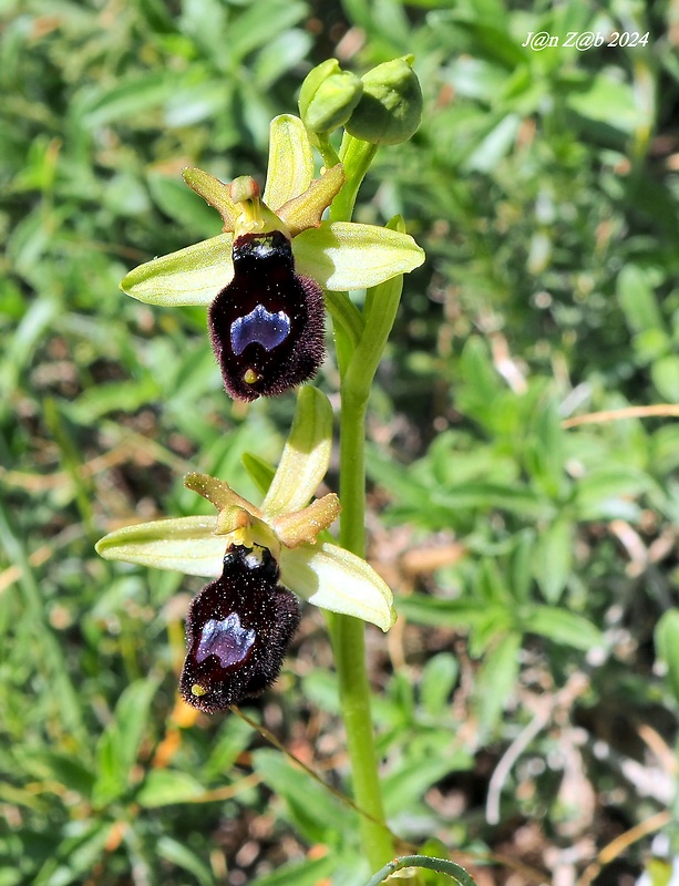 hmyzovník Ophrys bertoloniformis O. Danesch et E. Danesch