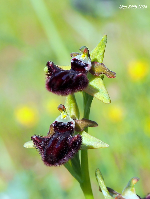 hmyzovník Ophrys incubacea Bianca