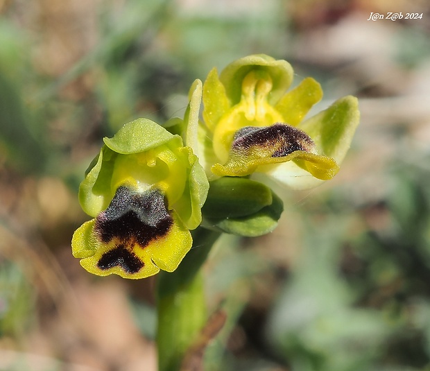 hmyzovník Ophrys lutea subsp. galilaea