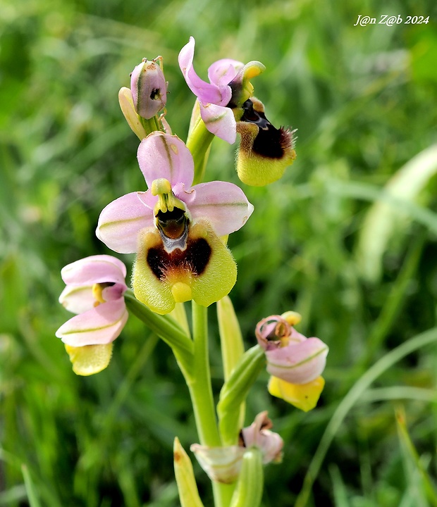 hmyzovník Ophrys tenthredinifera Willd.