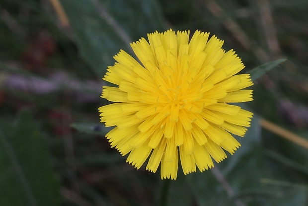 mlieč zelinný Sonchus oleraceus L.