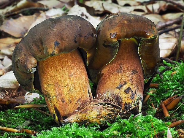 hríb zrnitohlúbikový Sutorius luridiformis (Rostk.) G. Wu & Zhu L. Yang