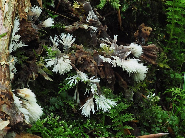 plesňovka belavohnedá Thelephora penicillata (Pers.) Fr.