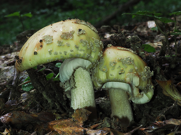 muchotrávka červenkastá Amanita rubescens Pers.