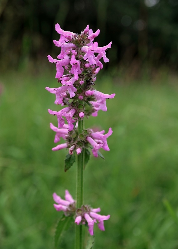 betonika lekárska Betonica officinalis L.