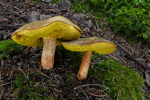 suchohríb červenohnedý Boletus ferrugineus Schaeff.