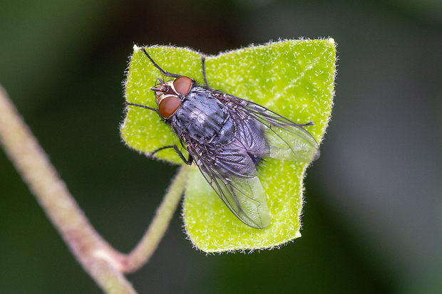 Bzučivka obyčajná Calliphora vicina Robineau-Desvoidy, 1830