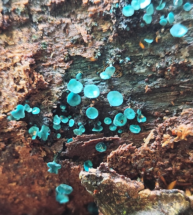 zelenica Chlorociboria sp.