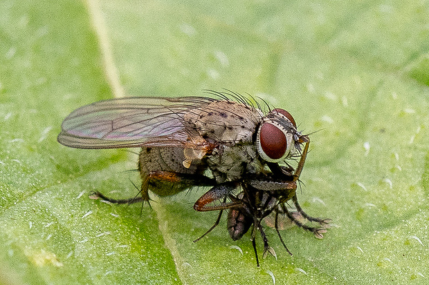 Drobnička dravá Coenosia tigrina (Fabricius, 1775)