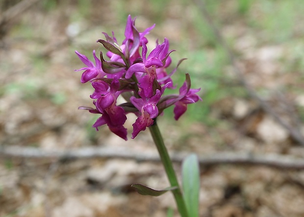 vstavačovec bazový Dactylorhiza sambucina (L.) Soó