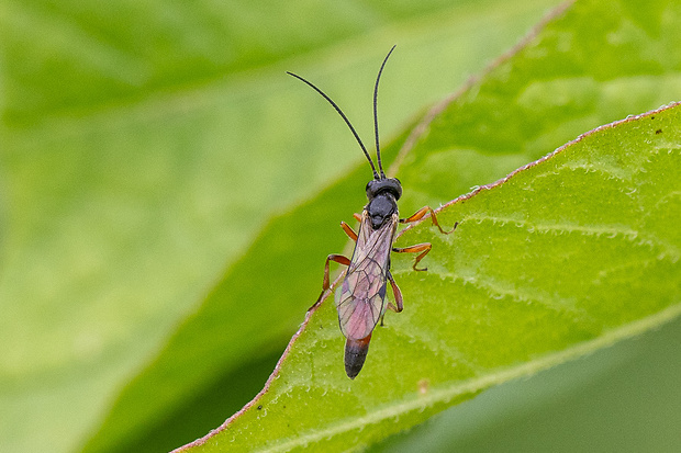 lumok Dusona luteipes, cf., Ichneumonidae, samec Thomson, 1887