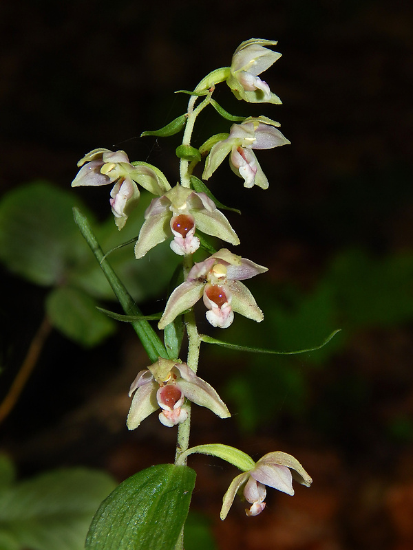 kruštík širokolistý pravý Epipactis helleborine subsp. helleborine (L.) Crantz