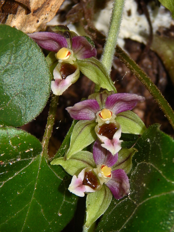 kruštík širokolistý pravý Epipactis helleborine subsp. helleborine (L.) Crantz