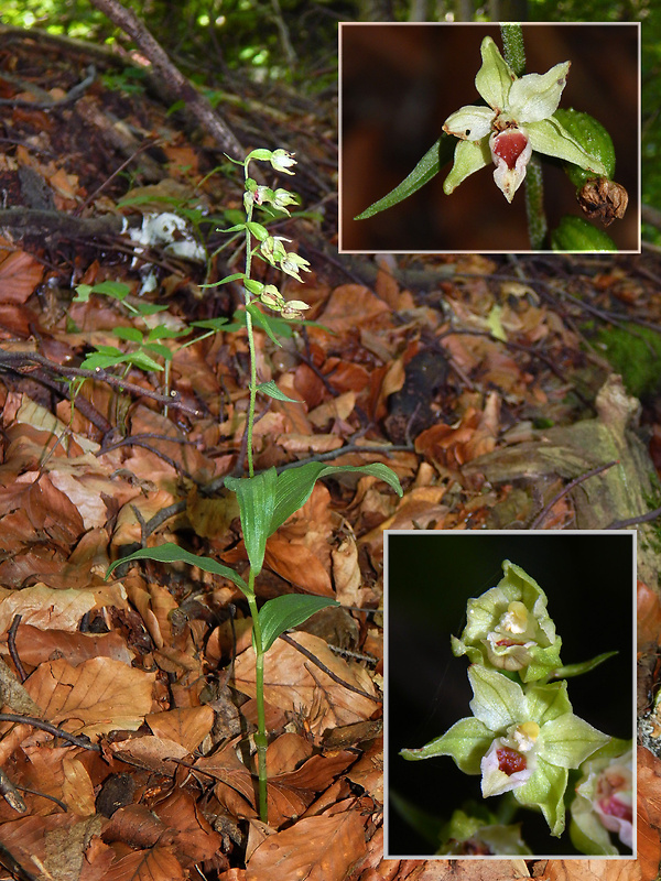 kruštík rožkatý Epipactis muelleri Godfery