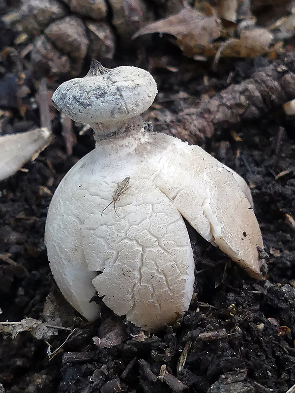 hviezdovka golierikovitá Geastrum striatum DC.