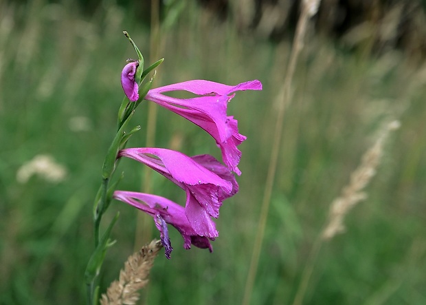 mečík škridlicovitý Gladiolus imbricatus L.