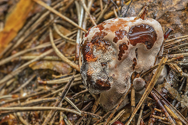 jelenkovka hrdzavohnedá Hydnellum ferrugineum (Fr.) P. Karst.