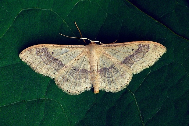 piadica kručinková (sk) / žlutokřídlec kručinkový (cz) Idaea aversata (Linnaeus, 1758)