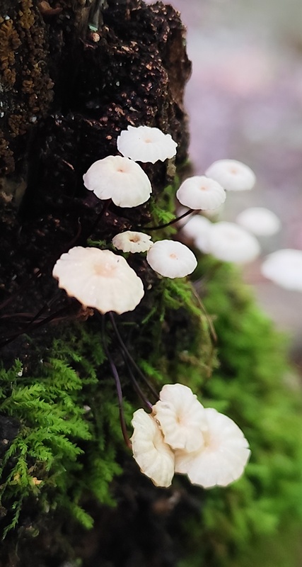 tanečnica Marasmius sp.