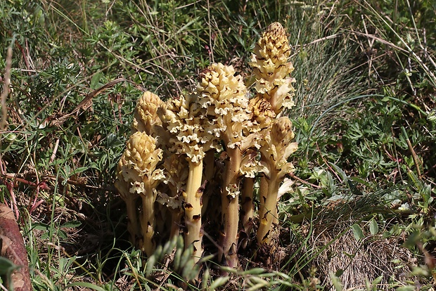 záraza sieťnatá Orobanche reticulata Wallr.