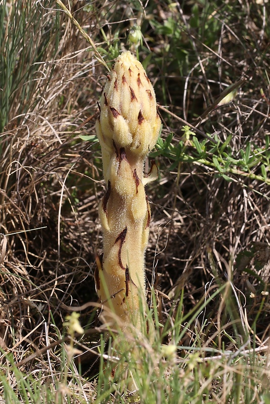 záraza sieťnatá Orobanche reticulata Wallr.