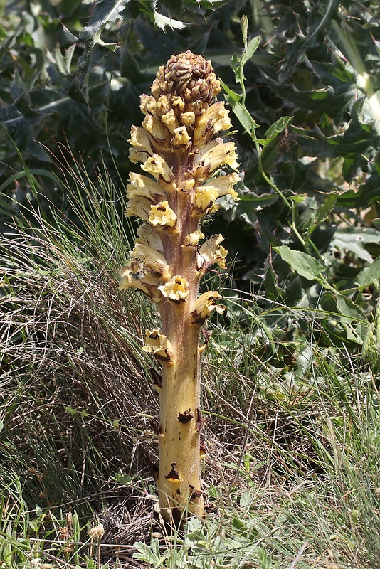 záraza sieťnatá Orobanche reticulata Wallr.