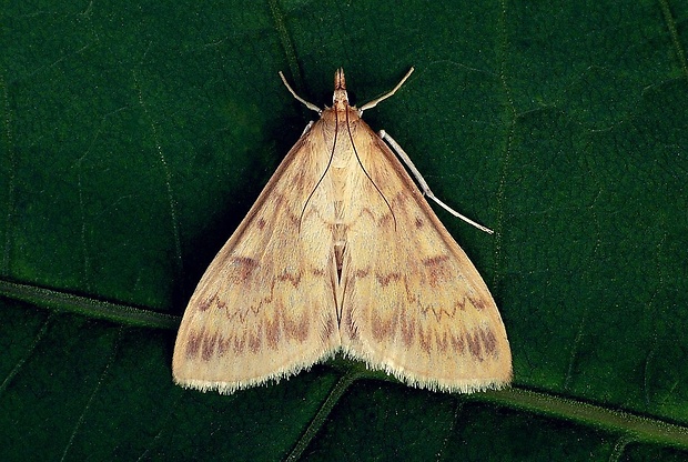 vijačka kukuričná (sk) / zavíječ kukuřičný (cz) Ostrinia nubilalis (Hübner, 1796)