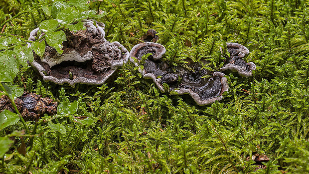 korkovec tmavý Phellodon melaleucus (Sw. ex Fr.) P. Karst.