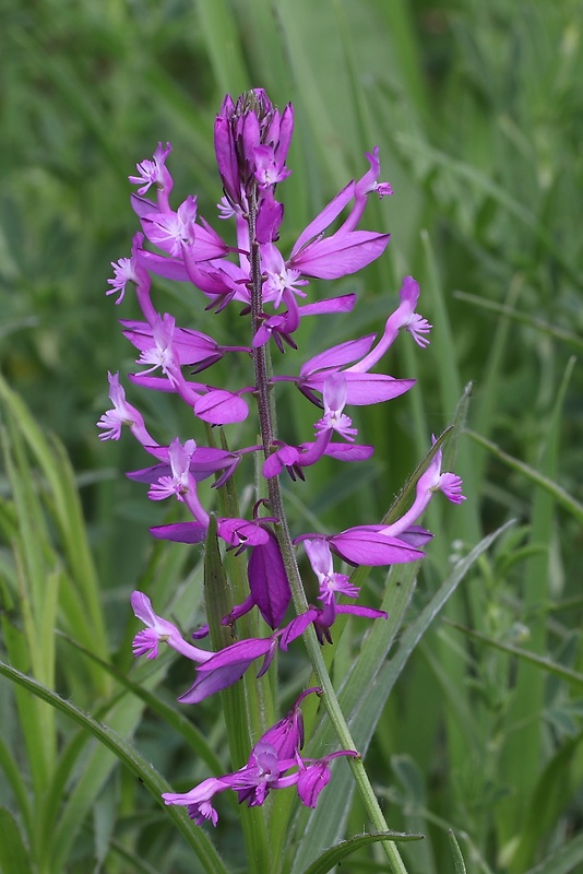 horčinka väčšia Polygala major Jacq.