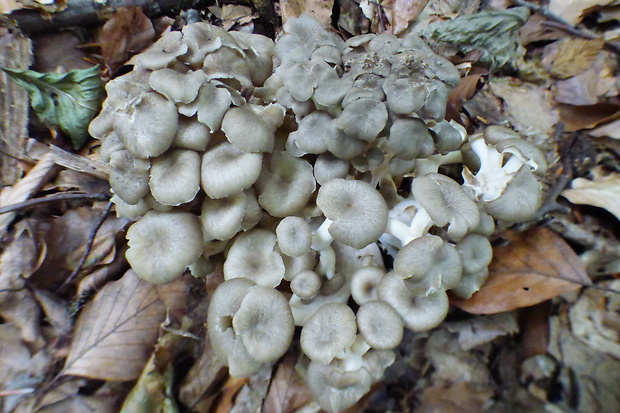 trúdnik klobúčkatý Polyporus umbellatus (Pers.) Fr.