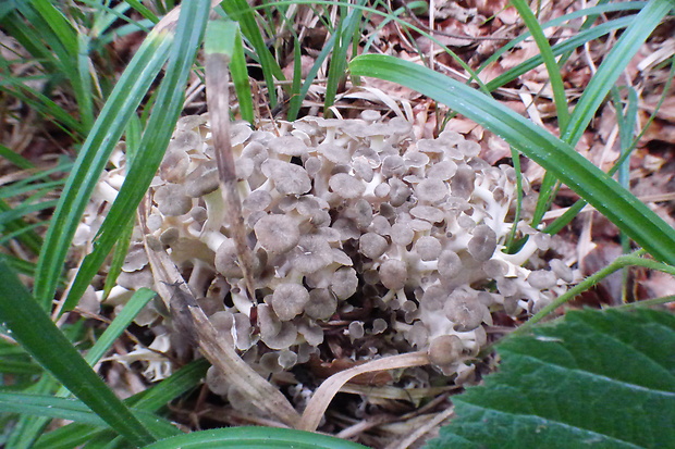 trúdnik klobúčkatý Polyporus umbellatus (Pers.) Fr.