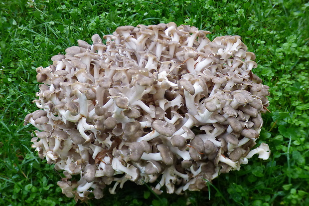 trúdnik klobúčkatý Polyporus umbellatus (Pers.) Fr.