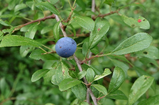 trnka obyčajná Prunus spinosa L.