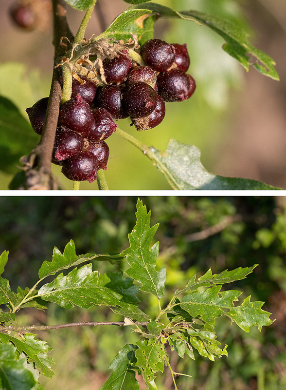 dub cerový a hálky hrčiarky (Aphelonyx cerricola) Quercus cerris L.