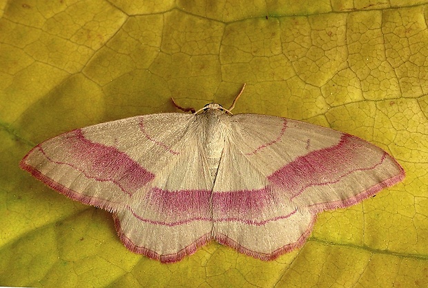 piadica prútnatcová (sk) / žlutokřídlec janovcový (cz) Rhodostrophia vibicaria (Clerck, 1759)