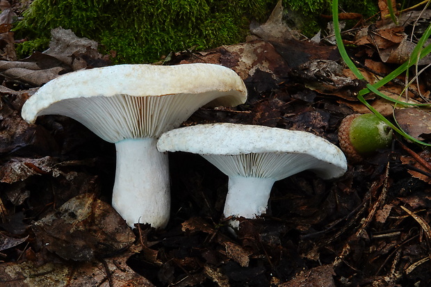 plávka lievikovitá Russula chloroides (Krombh.) Bres.