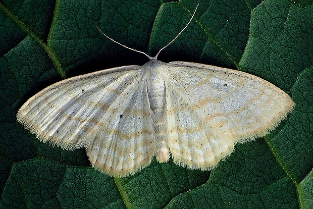 piadica bylinná (sk) / vlnopásník pětipásný (cz) Scopula immutata (Linnaeus, 1758)