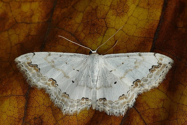 piadica okrášlená (sk) / vlnopásník okrášlený (cz) Scopula ornata (Scopoli, 1763)