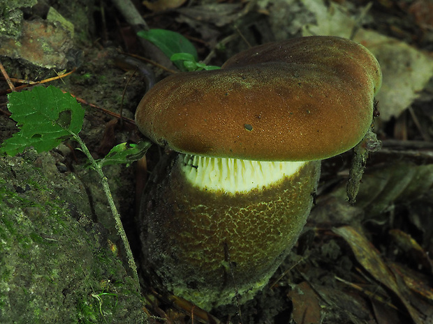 čechračka tmavohlúbiková Tapinella atrotomentosa (Batsch) Šutara