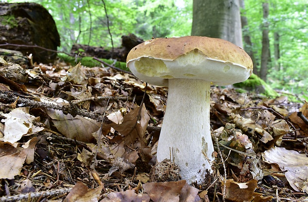 hríb smrekový Boletus edulis Bull.