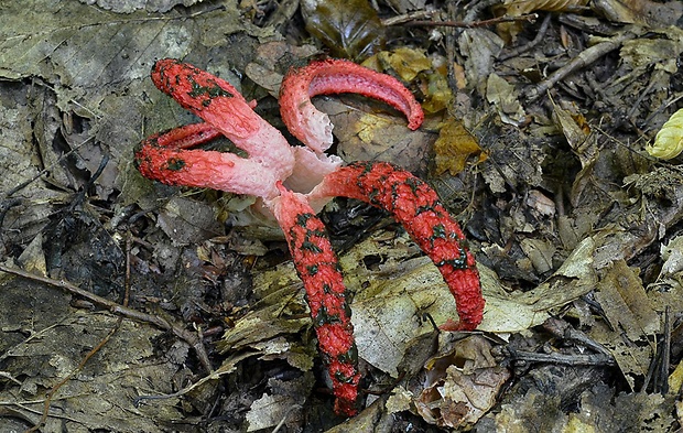 mrežovka kvetovitá Clathrus archeri (Berk.) Dring