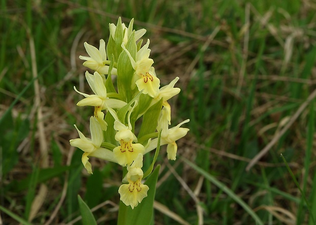 vstavačovec bazový Dactylorhiza sambucina (L.) Soó