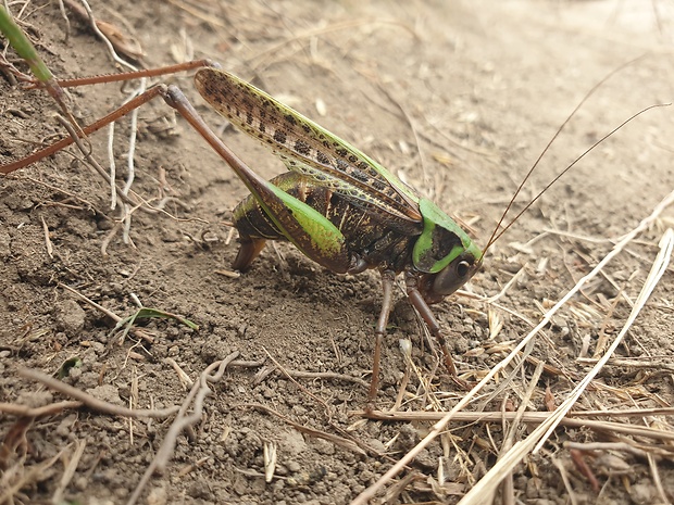 kobylka hryzavá Decticus verrucivorus