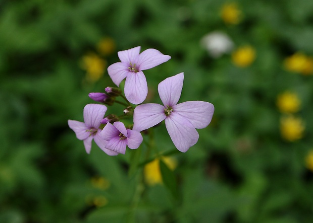 zubačka cibuľkonosná Dentaria bulbifera L.