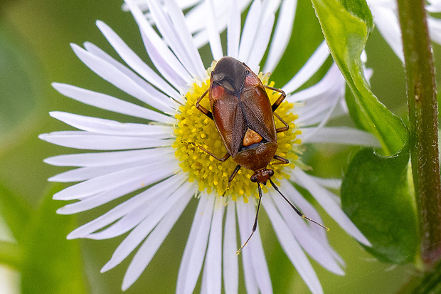 bzdôška premenlivá  Dereaocoris ruber