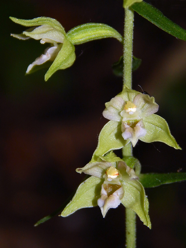 kruštík širokolistý pravý Epipactis helleborine subsp. helleborine (L.) Crantz