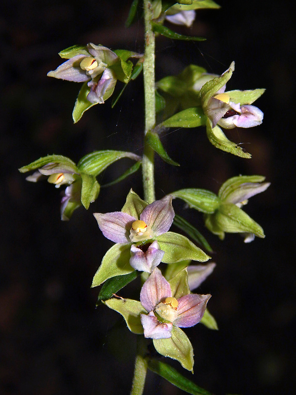 kruštík širokolistý pravý Epipactis helleborine subsp. helleborine (L.) Crantz